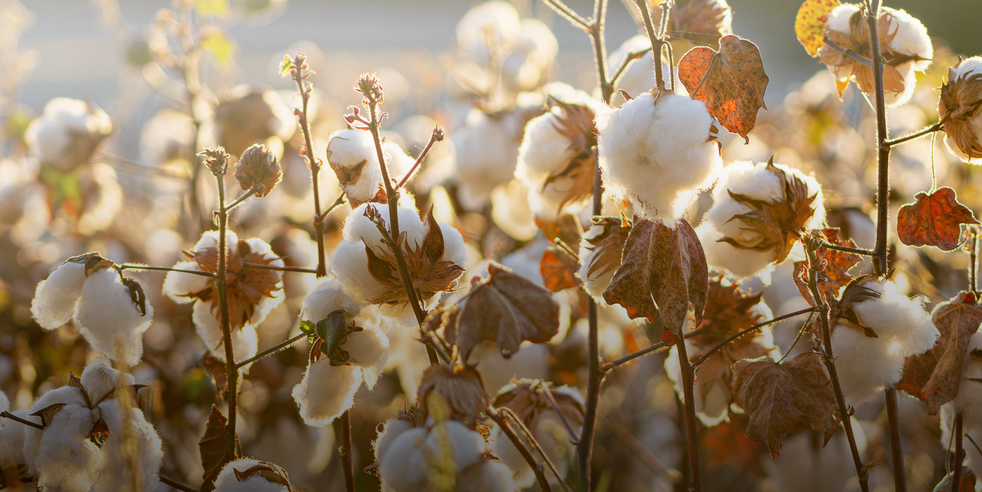 Cotton field with cotton bolls and a blurred background