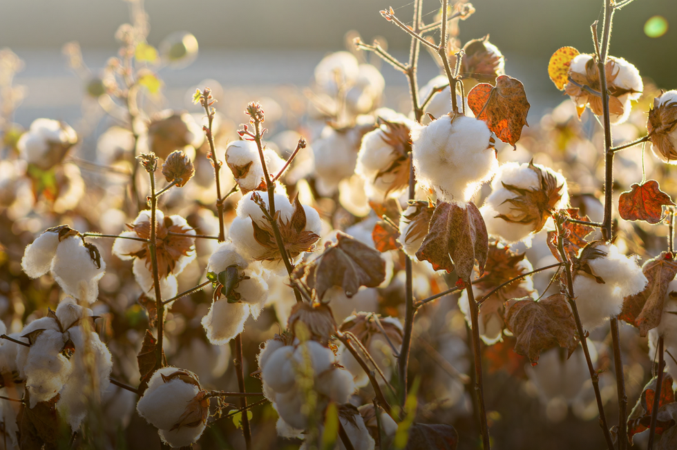 Cotton field with cotton bolls and a blurred background