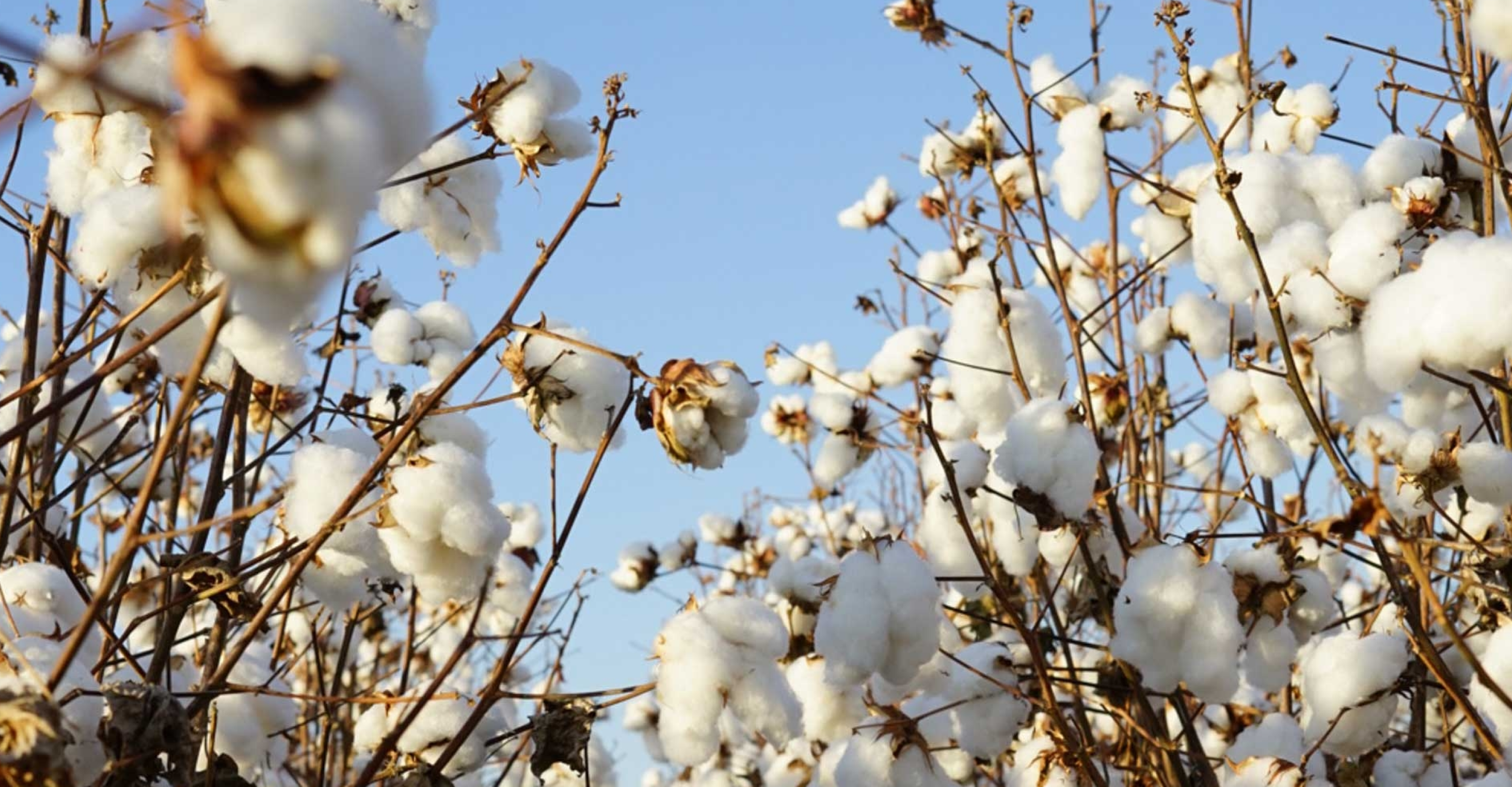 Branches of a cotton plant with fluffy white cotton bolls against a clear blue sky. The cotton bolls are fully bloomed and ready for harvest, creating a dense, textured appearance across the scene.