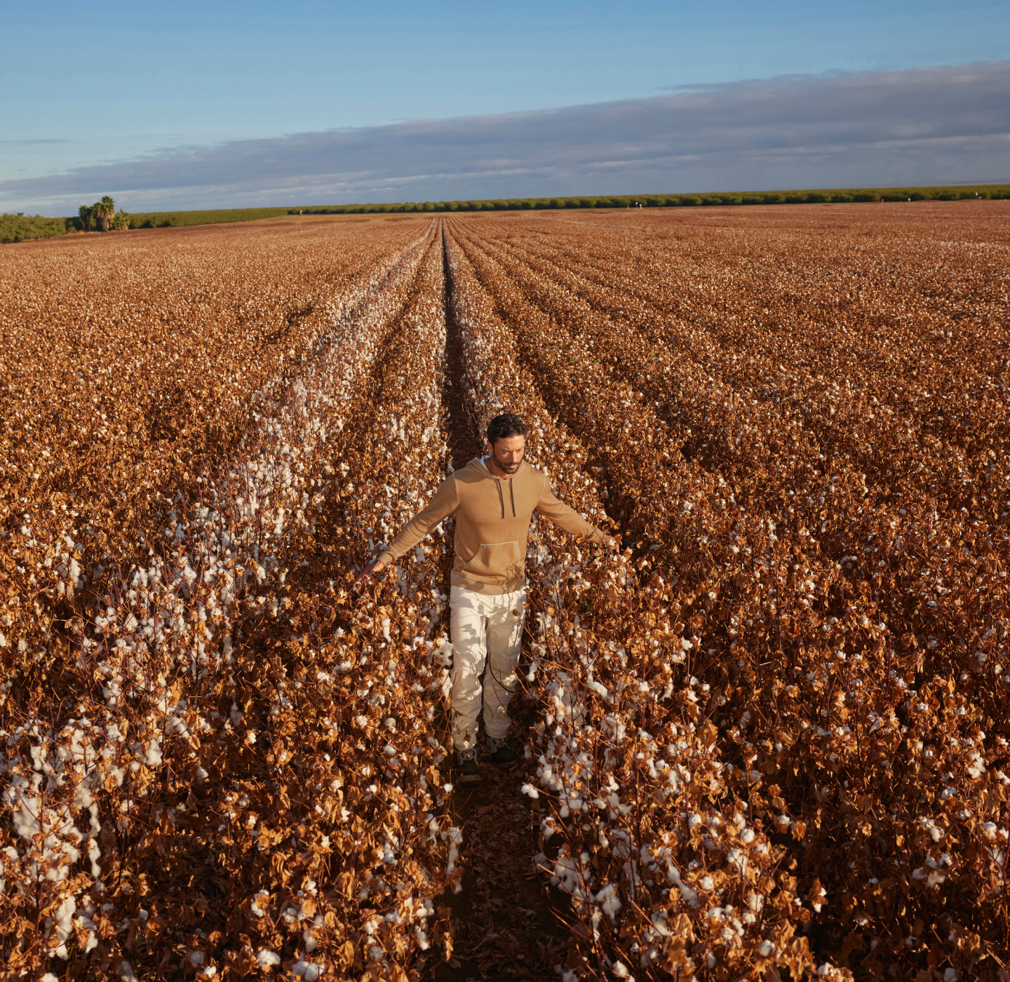 A person walks through rows of brown cotton plants in a vast field under a blue sky with some clouds.