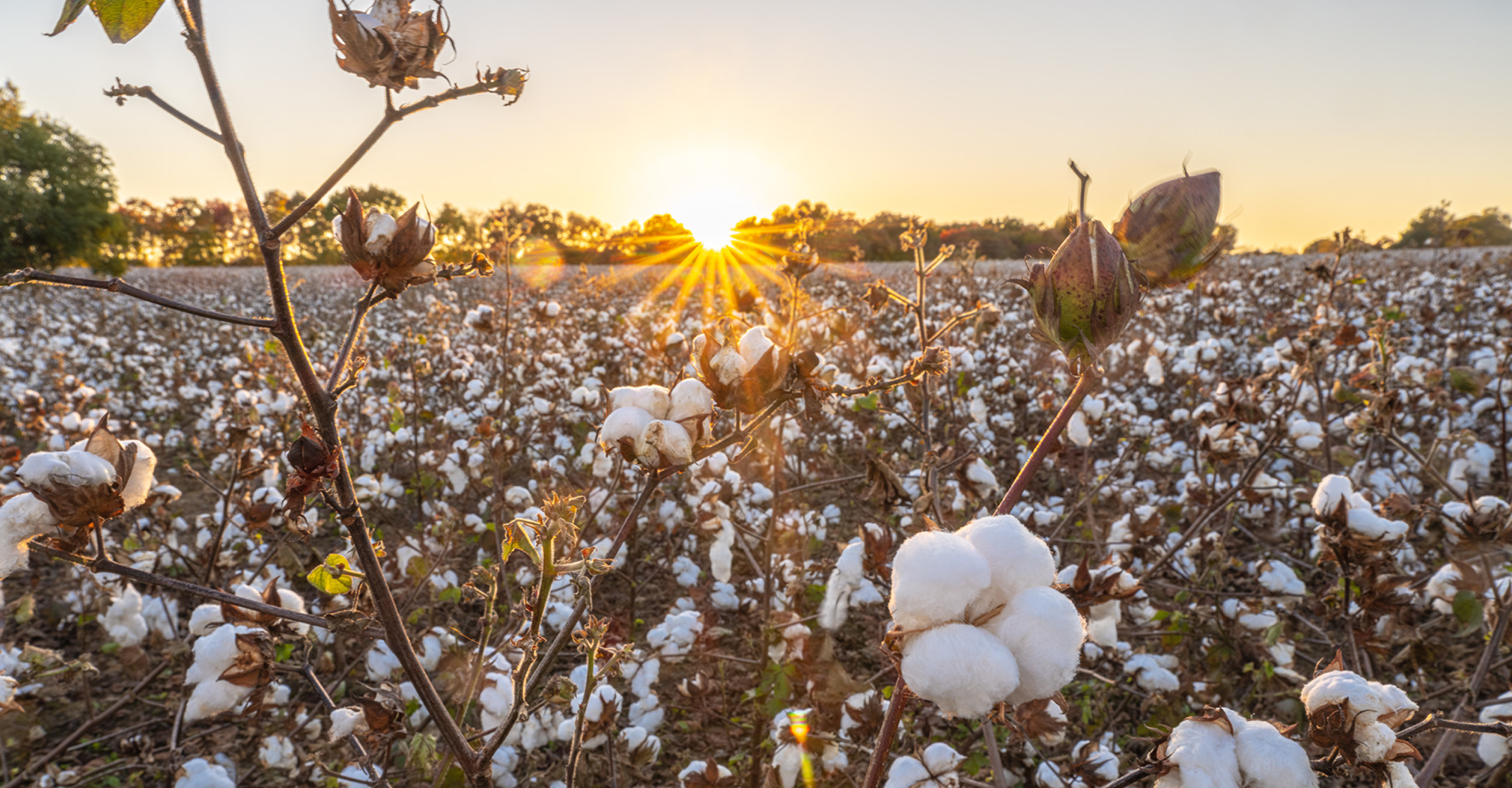 A field of cotton plants with fluffy white bolls stretches to the horizon at sunset, with sunlight streaming through trees in the background.