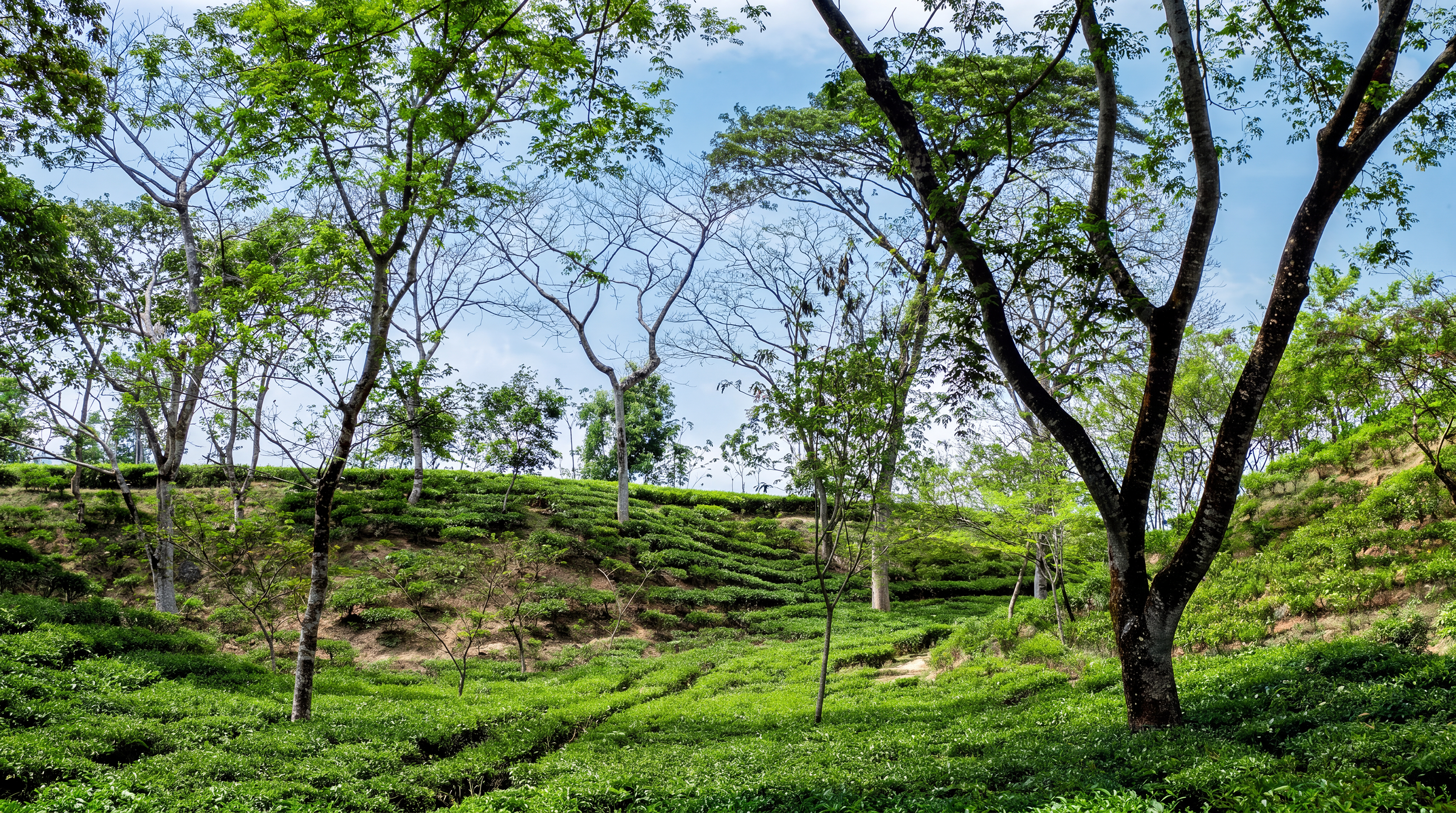 Green tea plants cover gently rolling hills, with tall, thin trees scattered throughout. The sky above is blue and partially cloudy, providing a bright and peaceful atmosphere in this lush landscape.