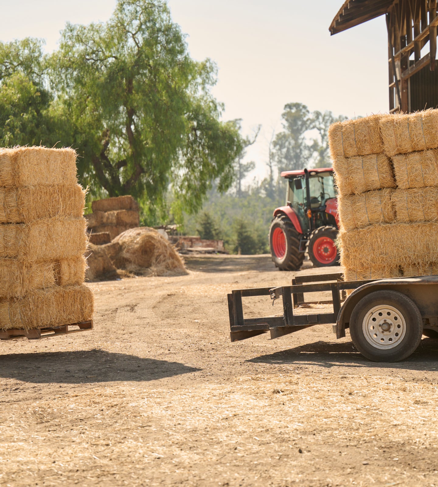 Small tractor towing hay bales past a barn stacked with more bales.