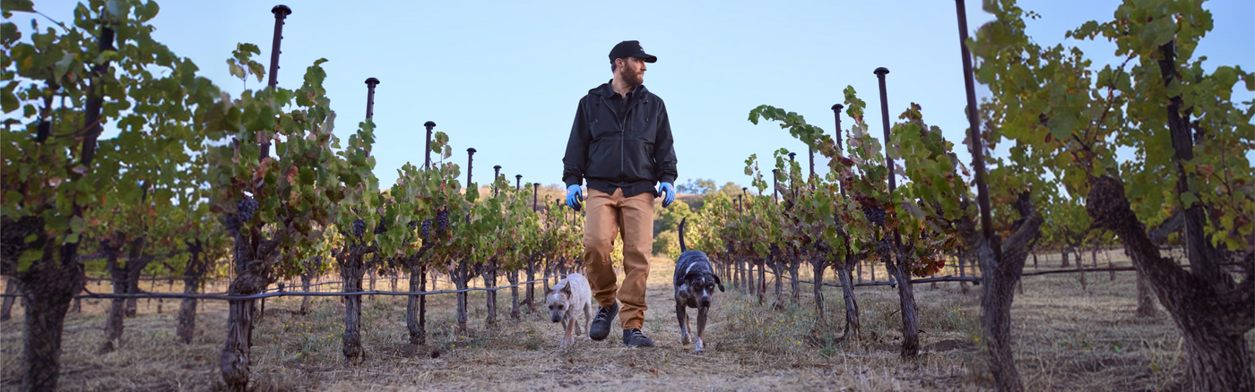 Man walking with dogs through a vineyard
