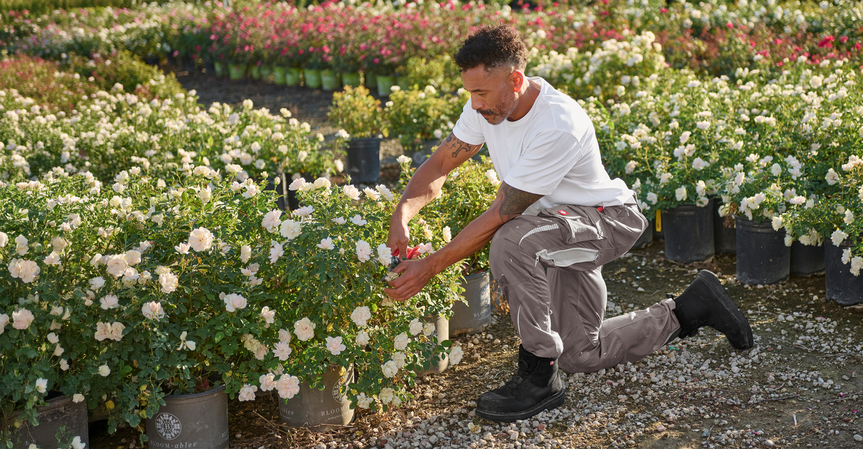 A man in a white shirt and gray pants kneels in a garden, tending to white flowering plants in pots under bright sunlight.