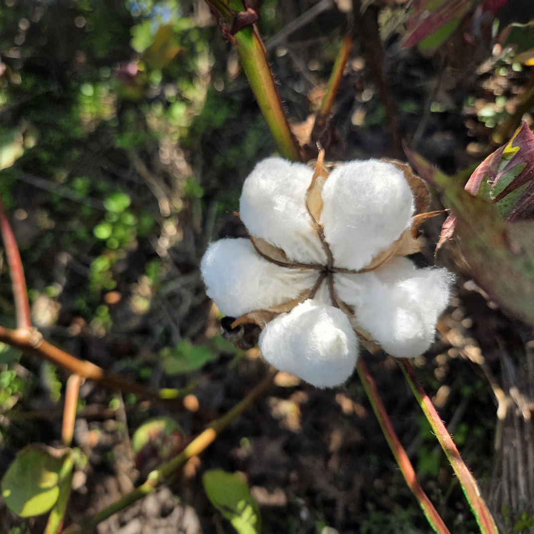 Close-up of a cotton plant with fluffy white cotton bolls against a natural background.