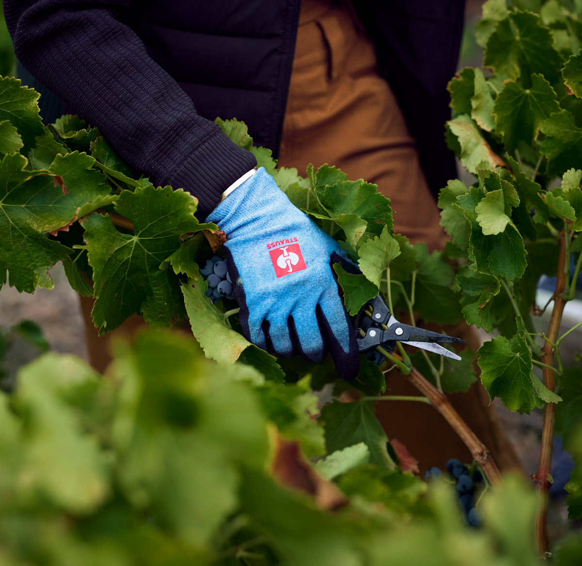 A person wearing blue gardening gloves uses pruning shears to trim grape vines. Green leaves and dark grapes surround the hand.