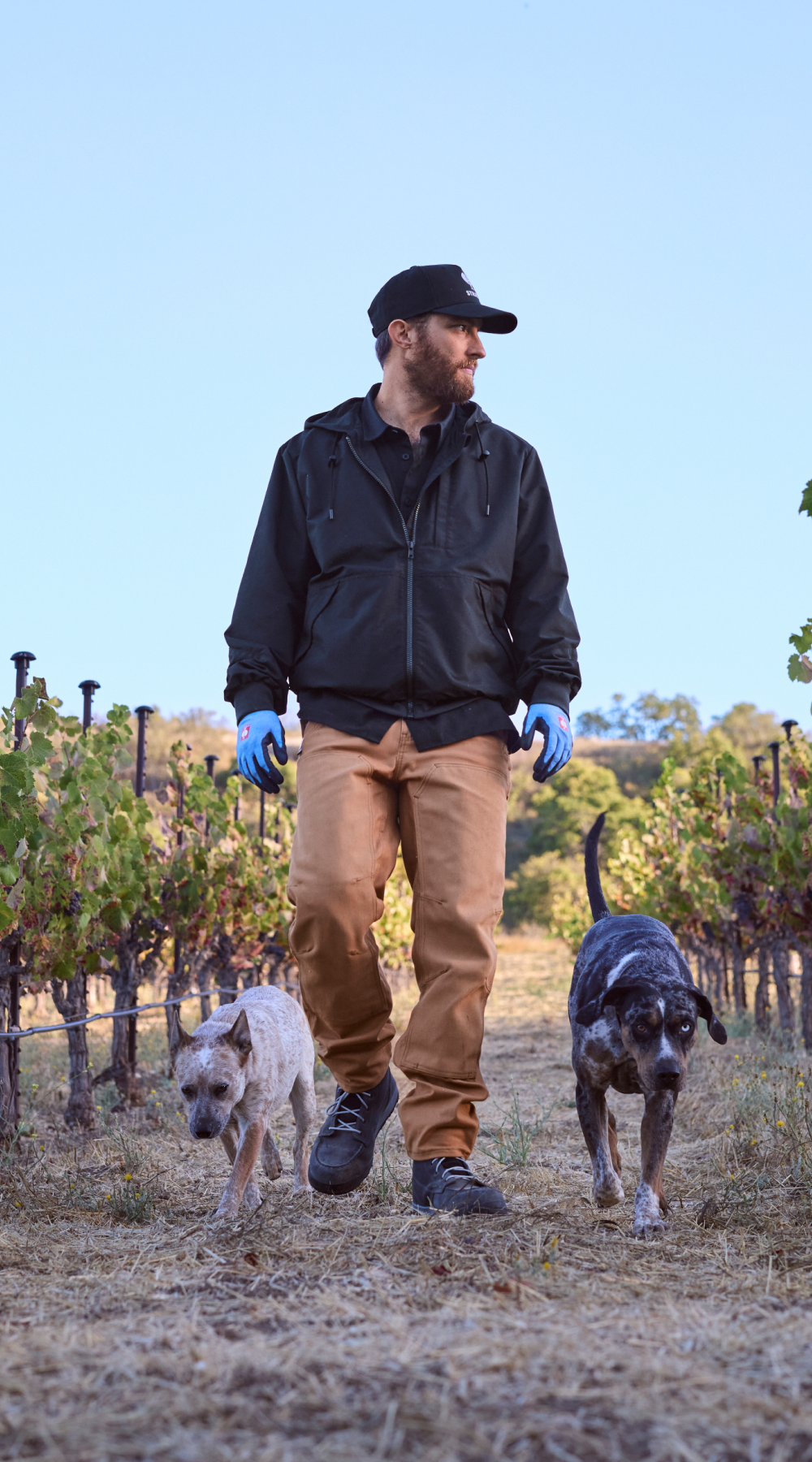 A man in a black jacket and tan pants walks between vineyard rows with two dogs on a dirt path. The sky is clear and trees are visible in the background.