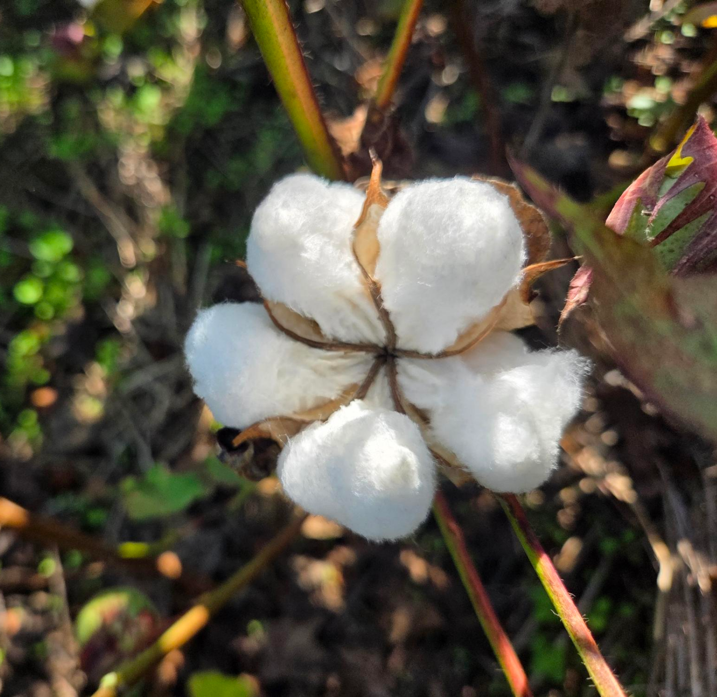Close-up of a cotton boll on the plant, showing fluffy white fibers emerging from a brown, open capsule, with green foliage blurred in the background.