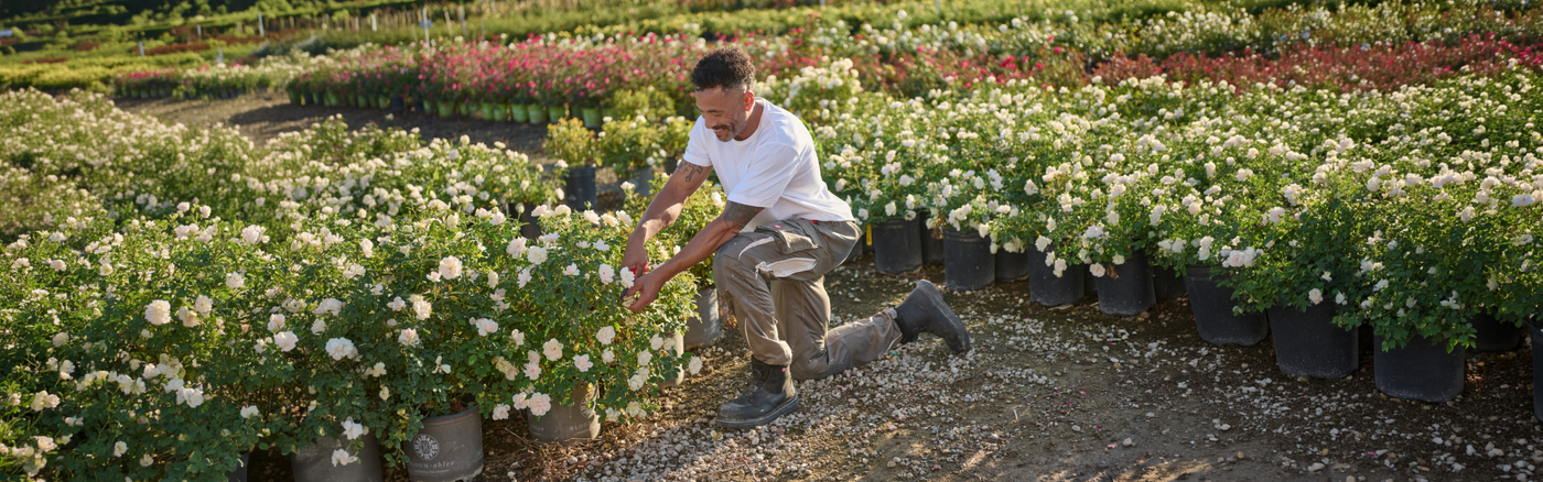 A man kneeling down to cut a plant