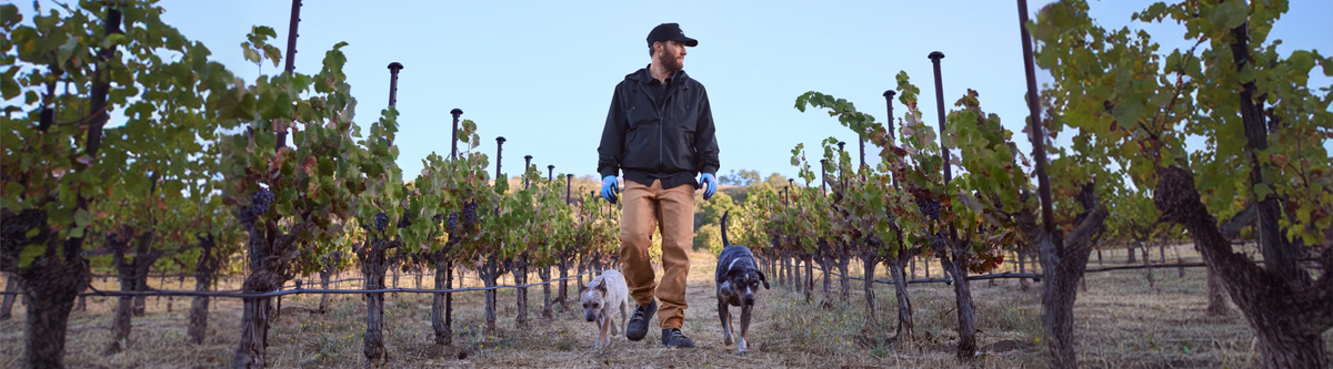 A person in a black cap and jacket walks through a vineyard with two dogs, one black and one white, on a clear day.
