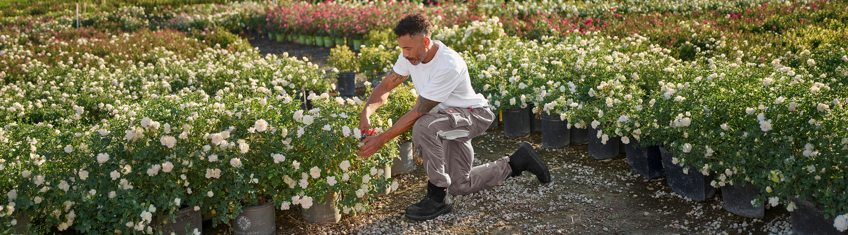 A man in a white shirt and gray pants kneels among rows of white flowering plants in a nursery, tending to one of the plants during the day.