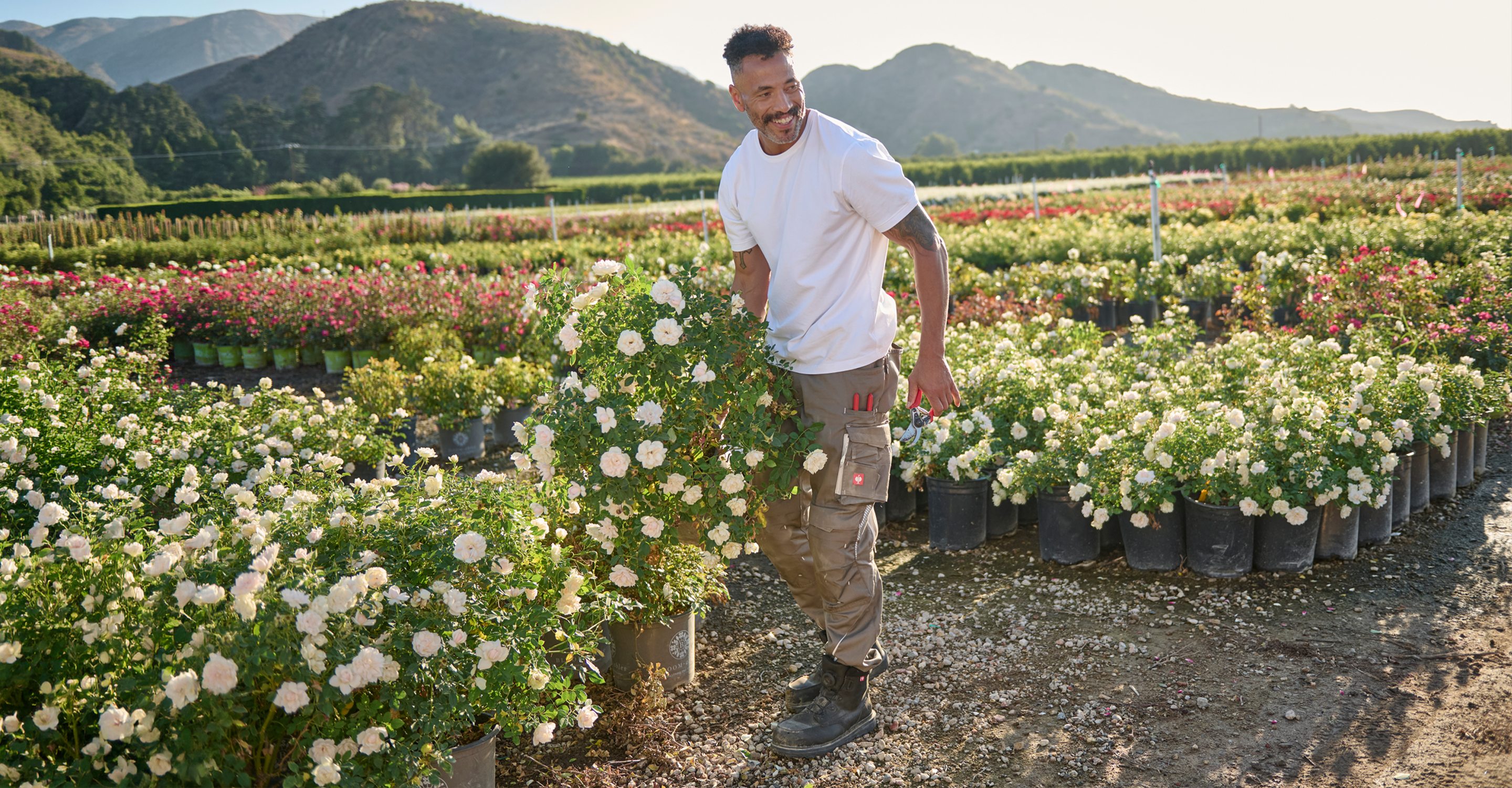 A man in a white t-shirt and cargo pants stands in a large outdoor flower nursery surrounded by rows of blooming white roses, with mountains in the background.